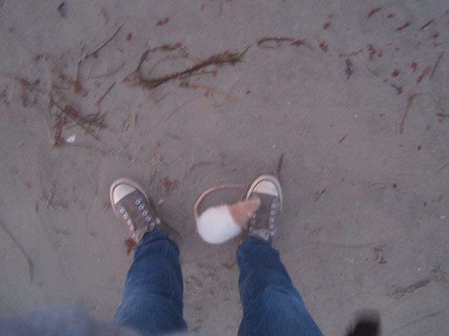 Pets on the beach: rat on the beach