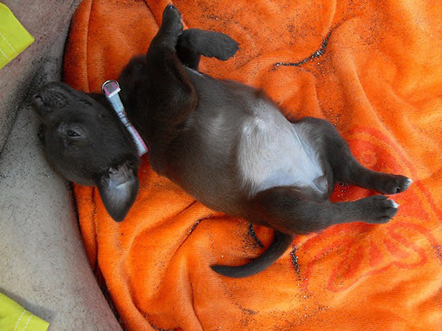 Pets on the beach: puppy lying on a towel