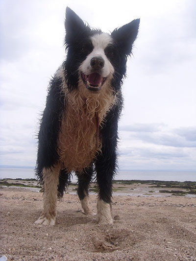 Pets on the beach: wet dog on the beach