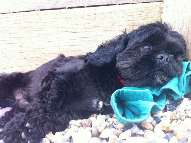 Pets on the beach: dog resting on pebbles