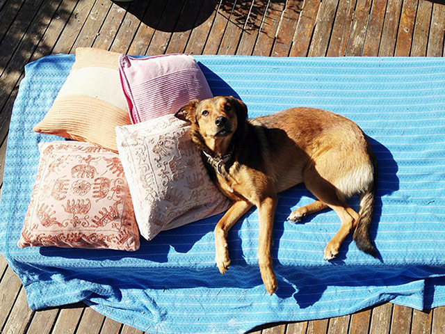 Pets on the beach: dog lying on a sun bed