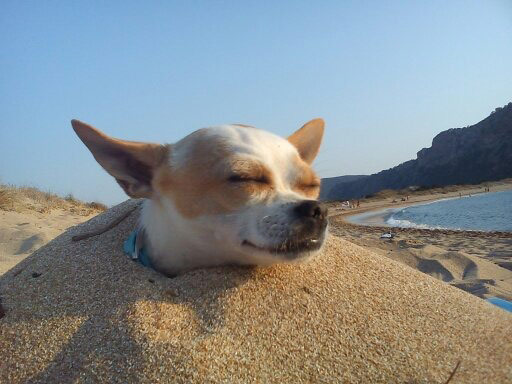 Pets on the beach: dog buried in the sand