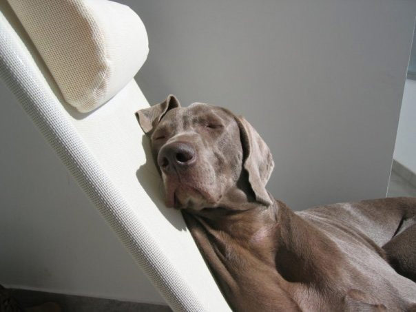 Pets on the beach: dog sunbathing