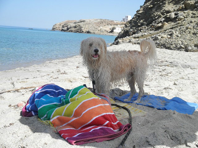 Pets on the beach: wet dog on the beach