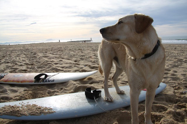 Pets on the beach: dog on a surfboard