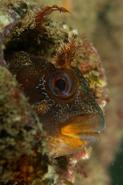 Kimmeridge Bay: Tompot blenny