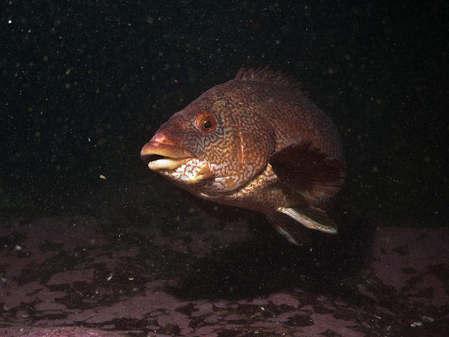 Kimmeridge Bay: Ballan wrasse