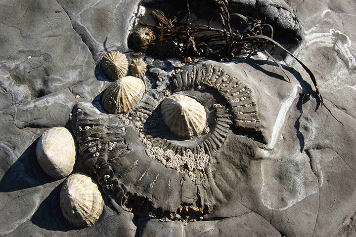 Kimmeridge Bay: Limpets in Ammonite