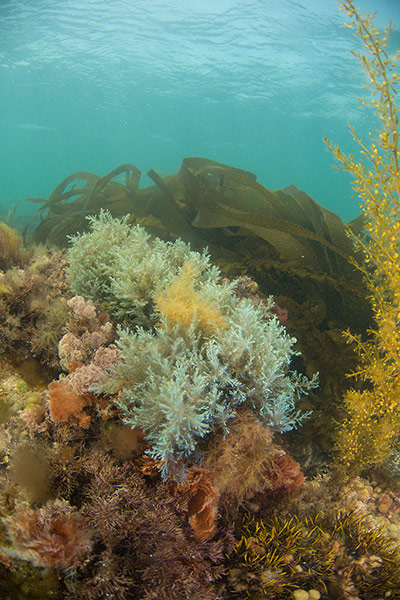 Kimmeridge Bay: Seaweeds in Dorset Wildlife Trust Reserve