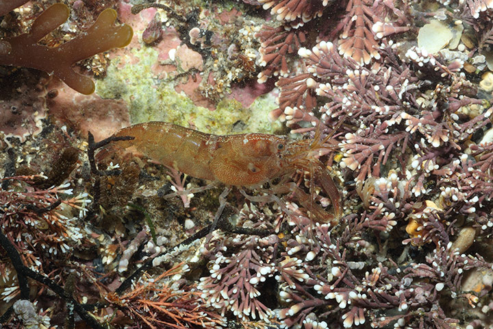 Kimmeridge Bay: Hooded Shrimp (Athanas nitescens) 