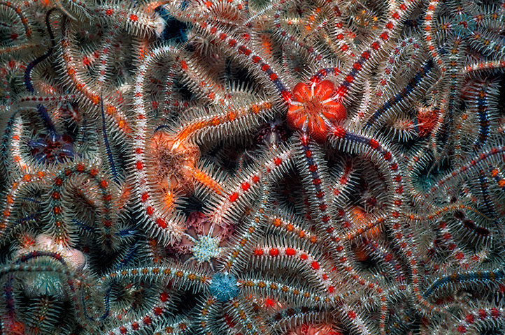 Kimmeridge Bay: Brittlestar 