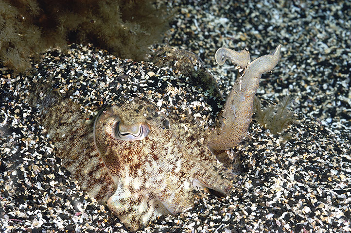 Kimmeridge Bay: Cuttlefish