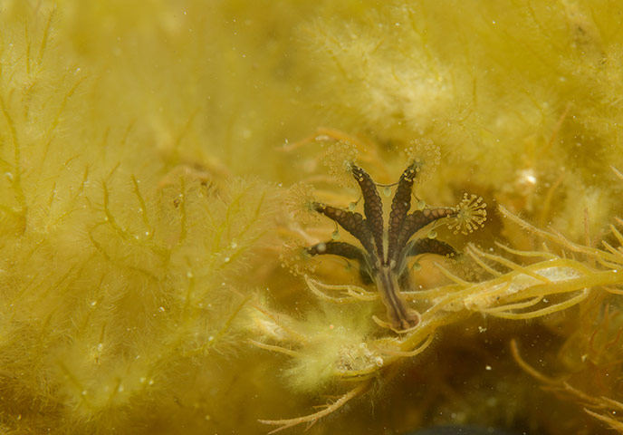 Kimmeridge Bay: Stalked Jellyfish