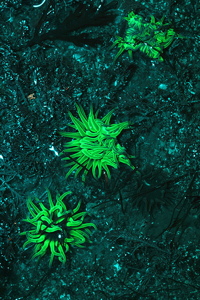 Kimmeridge Bay: Snakelocks Anemone (Anemonia viridis)