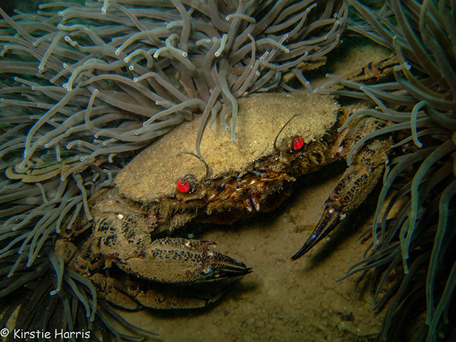 Kimmeridge Bay: Velvet swimming crab