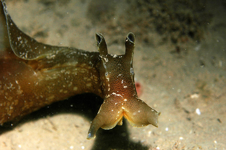 Kimmeridge Bay: sea hare 