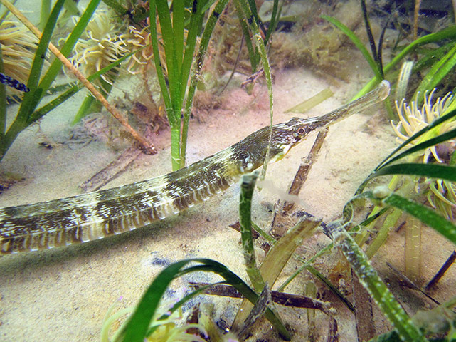 Kimmeridge Bay: greater pipefish