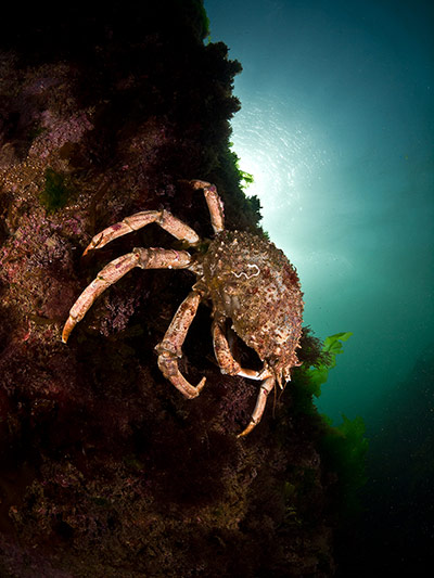 Kimmeridge Bay: Spider Crab