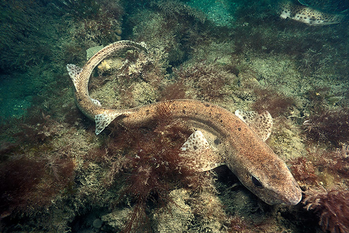 Kimmeridge Bay: Small-spotted catshark