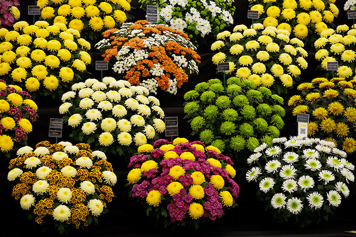 RHS Tatton: A chrysanthemum display