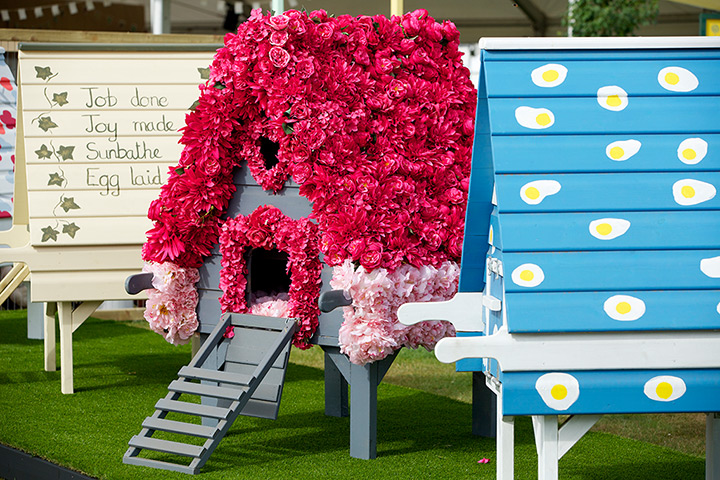 RHS Tatton: Celebrity hen houses
