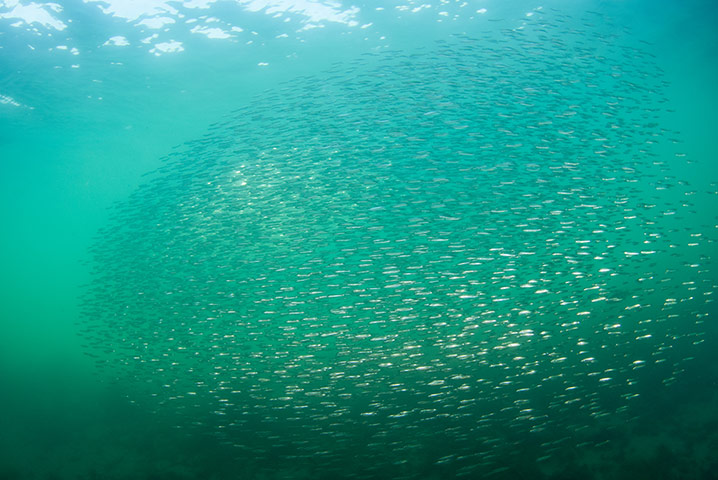 Kimmeridge Bay: School of sand eel