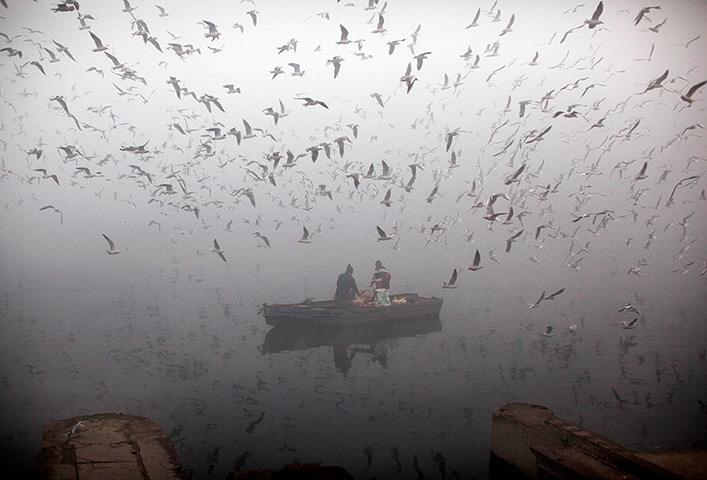 eyewitness wildlife: Locals feed birds from a boat on the River Yamuna