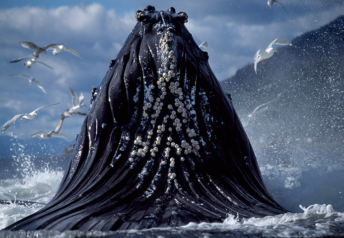 eyewitness wildlife: Humpback Whales Feeding In Alaska