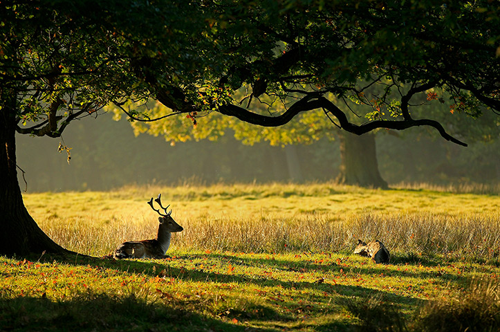 eyewitness wildlife: A deer forages for food in Dunham Massey