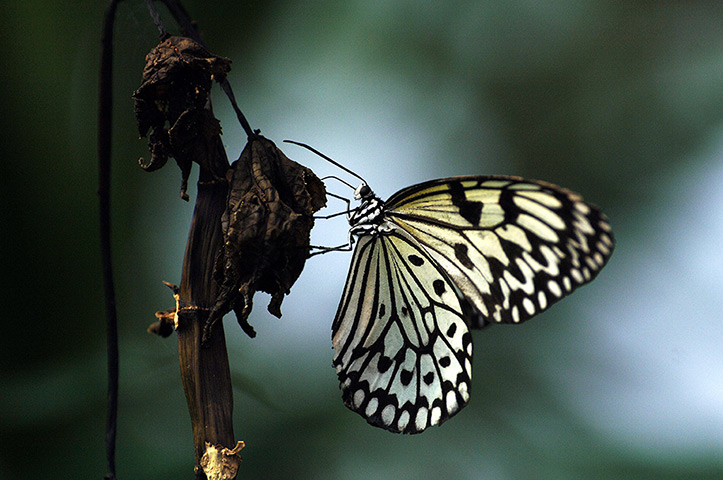 eyewitness wildlife: A Tree Nymph butterfly at London Zoo 