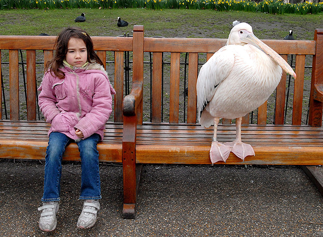 eyewitness wildlife: A girl and a pelican sit on a park bench in St. James's Park