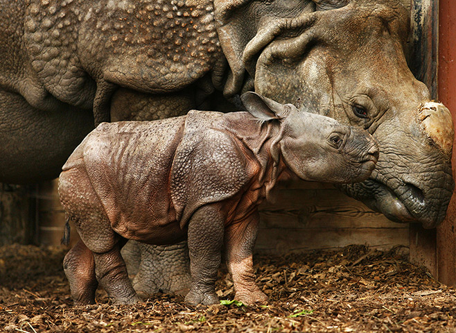 eyewitness wildlife:  female Indian rhinoceros calf called Seto Paitala