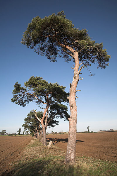 Forestry Trees Gallery: Forestry Trees Gallery: Scots pine