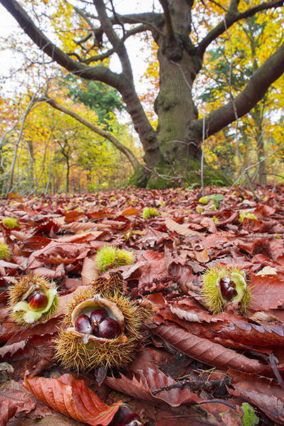 Forestry Trees Gallery: Forestry Trees Gallery: Sweet chestnut