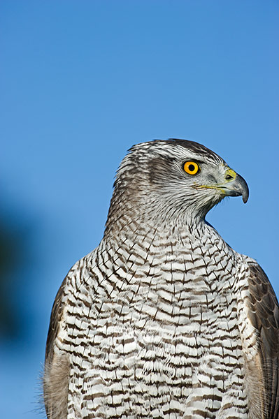 Forestry animals gallery: Forestry animals gallery: Goshawk