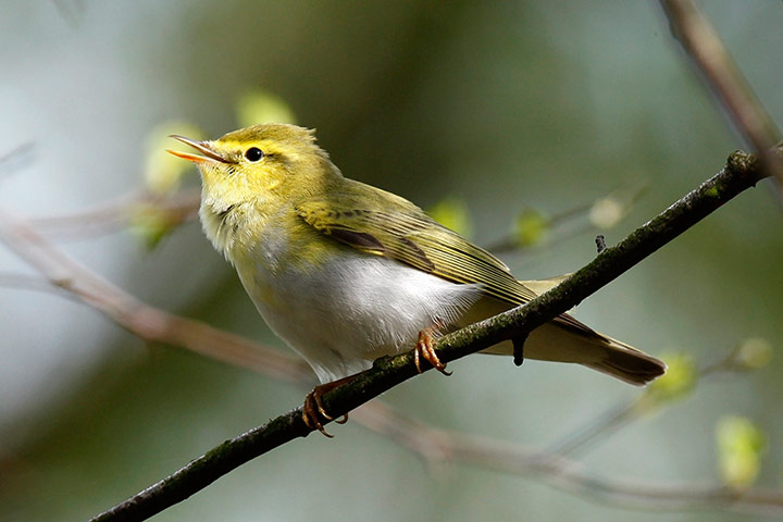 Forestry animals gallery: Forestry animals gallery: Wood Warbler (Phylloscopus sibilatrix)