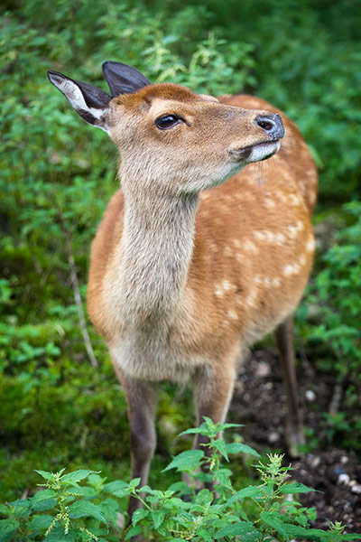 Forestry animals gallery: Forestry animals gallery: Sika deer (lat. Cervus nippon) doe