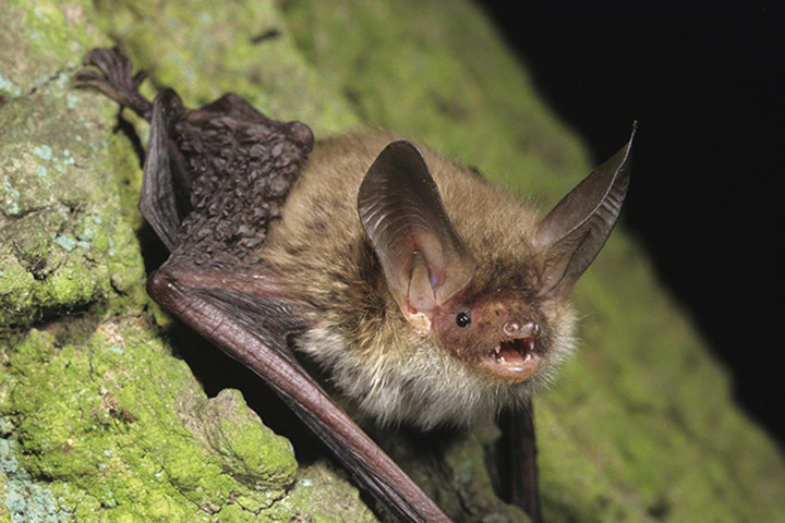 Forestry animals gallery: Forestry animals gallery: Bechsteins bat