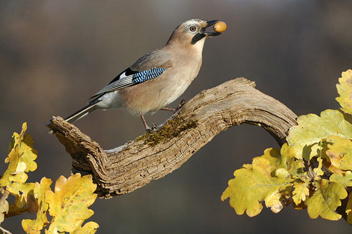 Forestry animals gallery: Forestry animals gallery: Jay