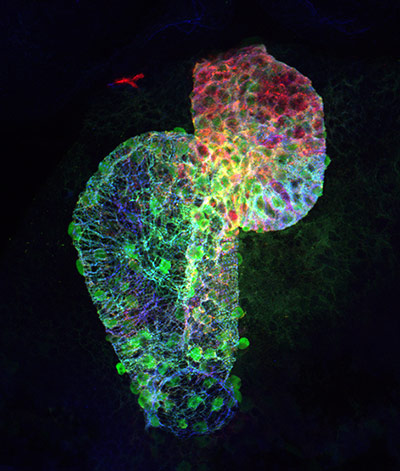 BHF: winners of its Reflections of Research photo competition