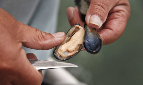 harvesting food mussel