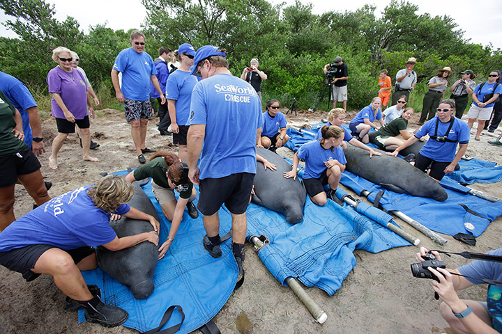 Week in wildlife: rehabilitated manatees