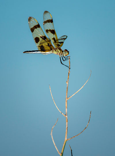 Week in wildlife: Dragon fly