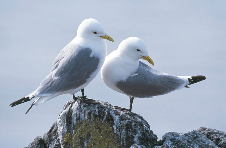 Week in wildlife: Seabird figures