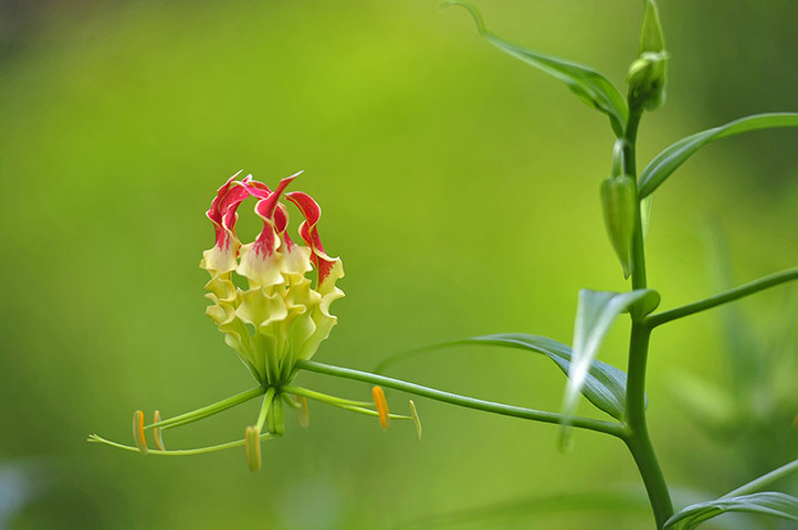Week in wildlife: Gloriosa (Genus) in full bloom in Dhaka