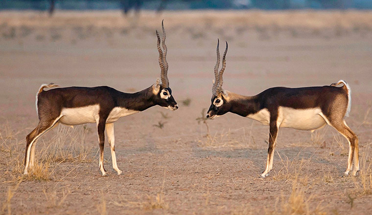 Week in wildlife: Blackbucks Engage In A Territorial Fight