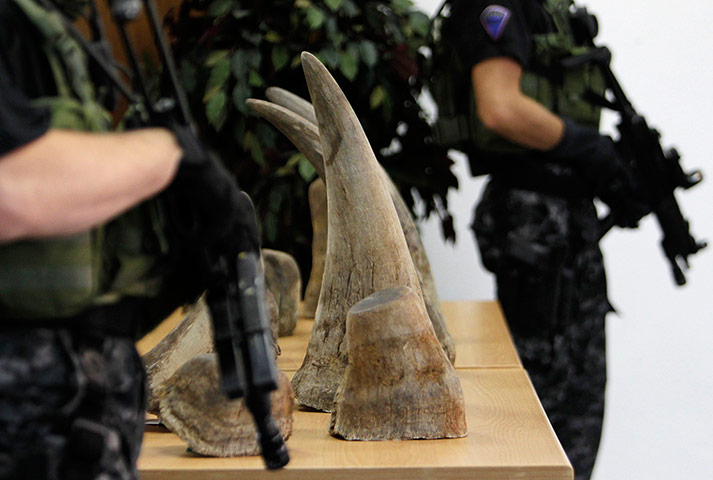 Week in wildlife: seized shipment of 24 rhino horns in Prague