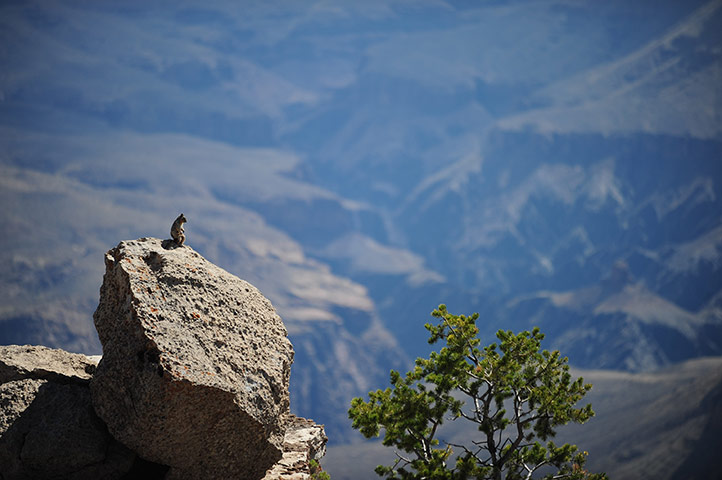 Week in wildlife: Squirrel sits on rock at Grand Canyon's Mather Point