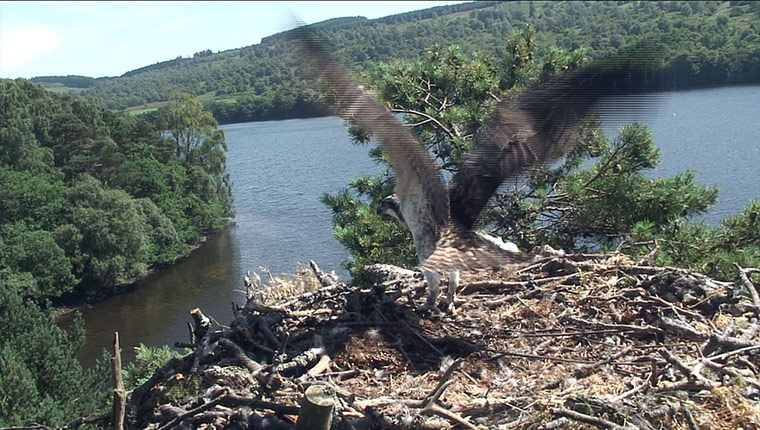 Week in wildlife: Osprey sees 50th chick fly the nest