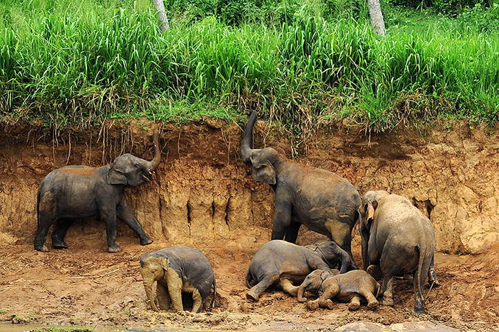 Week in wildlife: A herd of elephants from the Pinnawela Elephant Orphanage